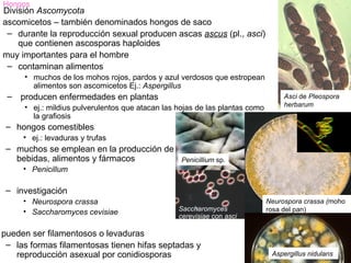 Hongos
División Ascomycota
ascomicetos – también denominados hongos de saco
 – durante la reproducción sexual producen ascas ascus (pl., asci)
    que contienen ascosporas haploides
muy importantes para el hombre
 – contaminan alimentos
     • muchos de los mohos rojos, pardos y azul verdosos que estropean
       alimentos son ascomicetos Ej.: Aspergillus
 – producen enfermedades en plantas                                               Asci de Pleospora
     • ej.: mildius pulverulentos que atacan las hojas de las plantas como        herbarum
       la grafiosis
 – hongos comestibles
     • ej.: levaduras y trufas
 – muchos se emplean en la producción de
   bebidas, alimentos y fármacos                  Penicillium sp.
     • Penicillum

 – investigación
     • Neurospora crassa                                                     Neurospora crassa (moho
     • Saccharomyces cevisiae                    Saccharomyces               rosa del pan)
                                                 cerevisiae con asci

pueden ser filamentosos o levaduras
 – las formas filamentosas tienen hifas septadas y
   reproducción asexual por conidiosporas                                     Aspergillus nidulans
 