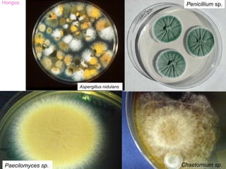 Hongos                                     Penicillium sp.




                   Aspergillus nidulans




Paecilomyces sp.                          Chaetomium sp.
 
