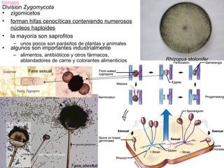 Hongos
Division Zygomycota
• zigomicetos
• forman hifas cenocíticas conteniendo numerosos
   núcleos haploides
• la mayoría son saprofitos
     – unos pocos son parásitos de plantas y animales
•   algunos son importantes industrialmente
     – alimentos, antibióticos y otros fármacos,
       ablandadores de carne y colorantes alimenticios   Rhizopus stolonifer

           Fase sexual




                              Fase asexual
 