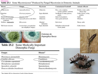 Hongos




    babeador




               Colonias de
               Aspergillus flavus




                                    Claviceps purpurea
 