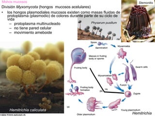 Mohos mucosos                                                            Stemonitis
División Myxomycota (hongos mucosos acelulares)
• los hongos plasmodiales mucosos existen como masas fluidas de
   protoplasma (plasmodio) de colores durante parte de su ciclo de
   vida
     – protoplasma multinucleado                  Physarum pusillum
     – no tiene pared celular
     – movimiento ameboide




    Hemitrichia caliculata
                                                                      Hemitrichia
 