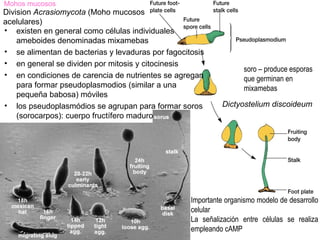 Mohos mucosos
Division Acrasiomycota (Moho mucosos
acelulares)
• existen en general como células individuales
    ameboides denominadas mixamebas
• se alimentan de bacterias y levaduras por fagocitosis
• en general se dividen por mitosis y citocinesis
                                                                    soro – produce esporas
• en condiciones de carencia de nutrientes se agregan               que germinan en
    para formar pseudoplasmodios (similar a una                     mixamebas
    pequeña babosa) móviles
• los pseudoplasmódios se agrupan para formar soros          Dictyostelium discoideum
    (sorocarpos): cuerpo fructífero maduro




                                                   Importante organismo modelo de desarrollo
                                                   celular
                                                   La señalización entre células se realiza
                                                   empleando cAMP
 