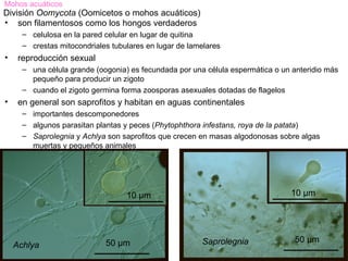Mohos acuáticos
División Oomycota (Oomicetos o mohos acuáticos)
• son filamentosos como los hongos verdaderos
      – celulosa en la pared celular en lugar de quitina
      – crestas mitocondriales tubulares en lugar de lamelares
•    reproducción sexual
      – una célula grande (oogonia) es fecundada por una célula espermática o un anteridio más
        pequeño para producir un zigoto
      – cuando el zigoto germina forma zoosporas asexuales dotadas de flagelos
•    en general son saprofitos y habitan en aguas continentales
      – importantes descomponedores
      – algunos parasitan plantas y peces (Phytophthora infestans, roya de la patata)
      – Saprolegnia y Achlya son saprofitos que crecen en masas algodonosas sobre algas
        muertas y pequeños animales




                                   10 µm                                        10 µm




                             50 µm                      Saprolegnia              50 µm
    Achlya
 