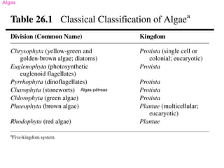 Algas




        Algas pétreas
 