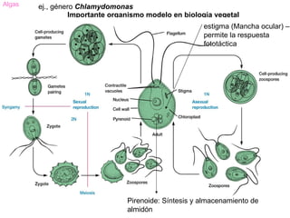 Algas   ej., género Chlamydomonas
                  Importante organismo modelo en biología vegetal
                                                       estigma (Mancha ocular) –
                                                       permite la respuesta
                                                       fototáctica




                                 Pirenoide: Síntesis y almacenamiento de
                                 almidón
 
