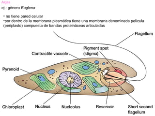 Algas
ej.: género Euglena

 • no tiene pared celular
 •por dentro de la membrana plasmática tiene una membrana denominada película
 (periplasto) compuesta de bandas proteináceas articuladas
 