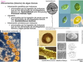Algas
Afloramientos (blooms) de algas tóxicas
    – Intoxicación paralítica por moluscos
        • provocados por la ingestión de moluscos
           que se han alimentado de dinoflagelados
           tóxicos (i.e. Gymnodinium and Gonyaulax).
           Provocan mareas rojas
    – ciguatera
        • provocados por la ingestión de peces que se
           han alimentado de dinoflagelados tóxicos
           (i.e. Gambierdiscus toxicus)
    – Intoxicación amnésica por moluscos
        • provocados por la ingestión de moluscos
           que se han alimentado de dinoflagelados
           tóxicos y algas pardas tóxicas
Alexandrium cantenella
 
