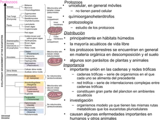 Protozoos       Protozoos
            •     unicelular, en general móviles
                   – no tienen pared celular
            •     químioorganoheterótrofos
            •     protozoología
                   – estudio de los protozoos
             Distribución
             • principalmente en hábitats húmedos
             • la mayoría acuáticos de vida libre
             • los protozoos terrestres se encuentran en general
                en materia orgánica en descomposición y el suelo
             • algunos son parásitos de plantas y animales
            Importancia
             • importante unión en las cadenas y redes tróficas
                    – cadenas tróficas – serie de organismos en el que
                      cada uno se alimenta del precedente
                    – red trófica – serie de interrelaciones complejas entre
                      cadenas tróficas
                    – constituyen gran parte del plancton en ambientes
                      acuáticos
            •      investigación
                    – organismos modelo ya que tienen las mismas rutas
                      metabólicas que los eucariotas pluricelulares
            •      causan algunas enfermedades importantes en
                   humanos y otros animales
 