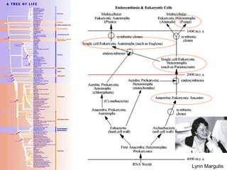 Lynn Margulis
 