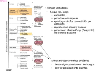 Hongos


         Hongos verdaderos
         •   fungus (pl., fungi)
              – eucariotas
              – portadores de esporas
              – quimiorganotrofos con nutrición por
                 absorción
              – reproducción sexual y asexual
              – pertenecen al reino Fungi (Eumycota)
                 del dominio Eucarya




              Mohos mucosos y mohos acuáticos
              •   tienen algún parecido con los hongos
              •   son filogenéticamente distintos
 