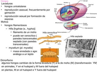 Hongos
Levaduras
• hongos unicelulares
• reproducción asexual, frecuentemente por
  gemación
• reproducción sexual por formación de
  esporas
Mohos
• hongos filamentosos
   – Hifa [hyphae (s., hypha)]
       • filamento de un moho       Hifa cenocítica
       • puede ser cenocítico (sin                           Hifa septada
          paredes transversales) o
          septado (con paredes
          transversales)
   – mycelium (pl. mycelia)
       • masa enredada o agregado
          análogo a un tejido

Dimorfismo
 algunos hongos cambian de la forma levadura (Y) a la de moho (M) (transformación YM)
 en animales, Y en el huésped y M fuera del huésped
 en plantas, M en el huésped e Y fuera del huésped
 