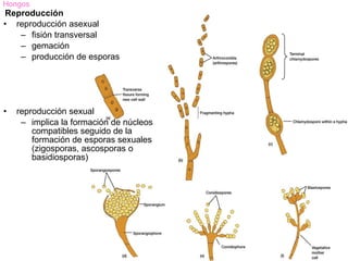 Hongos
Reproducción
• reproducción asexual
   – fisión transversal
   – gemación
   – producción de esporas




•   reproducción sexual
     – implica la formación de núcleos
        compatibles seguido de la
        formación de esporas sexuales
        (zigosporas, ascosporas o
        basidiosporas)
 