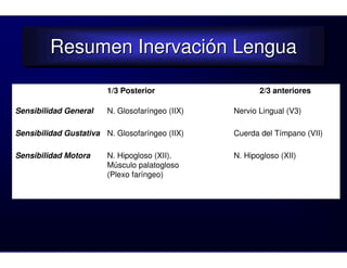 Resumen Inervación Lengua
         Resumen Inervación Lengua
                        1/3 Posterior                   2/3 anteriores

Sensibilidad General    N. Glosofaríngeo (IIX)   Nervio Lingual (V3)

Sensibilidad Gustativa N. Glosofaríngeo (IIX)    Cuerda del Tímpano (VII)

Sensibilidad Motora     N. Hipogloso (XII).      N. Hipogloso (XII)
                        Músculo palatogloso
                        (Plexo faríngeo)
 