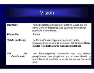 Visión
                             Visión

Receptor             Fotorreceptores ubicados en la retina visual. Se les
                    llama Conos y Bastones. Los bastones contribuyen
                    poco a la visión diurna.
Ubicación           Retina

Tejido de Sostén     La formación de imágenes y estímulo de los
                    fotorreceptores implica la formación del llamado Globo
                    Ocular y las Estructuras Accesorias del Ojo.


Vía            de   Los fotorreceptores comunican con las células
      Conducción    ganglionares que proyectan sus axones desde la
                    retina hacia el encéfalo, a través del nervio Optico (II
                    par).
 