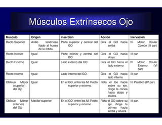 Músculos Extrínsecos Ojo
                    Músculos Extrínsecos Ojo
Músculo             Origen                     Inserción                      Acción                 Inervación
Recto Superior      Anillo         tendinoso   Parte superior y central del   Gira el GO hacia       N.    Motor Ocular
                             fijado al hueso        GO                             arriba                  Común (III par)
                             de la órbita.
Recto Inferior      Igual                      Parte inferior y central del   Gira el GO hacia       III par
                                                    GO                             abajo
Recto Externo       Igual                      Lado externo del GO            Gira el GO hacia el    N.    Motor Ocular
                                                                                   lado externo            Externo  (VI
                                                                                                           par)
Recto Interno       Igual                      Lado interno del GO            Gira el GO hacia       III par
                                                                                   lado interno
Oblicuo   Mayor     Igual                      En el GO, entre los M. Recto   Rota el Go hacia       N. Patético (IV par)
     (superior)                                      superior y externo.          sobre su eje,
     del Ojo                                                                      dirige la cónea
                                                                                  hacia abajo y
                                                                                  afuera.
Oblicuo     Menor   Maxilar superior           En el GO, entre los M. Recto   Rota el GO sobre su    III par.
     (inferior)                                      superior y externo            eje, dirige la
     del Ojo                                                                       córnea hacia
                                                                                   arriba y afuera
 