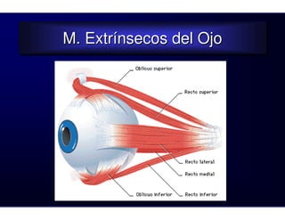 M. Extrínsecos del Ojo
M. Extrínsecos del Ojo
 