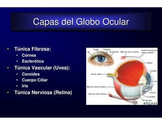 Capas del Globo Ocular
             Capas del Globo Ocular

•   Túnica Fibrosa:
    •   Córnea
    •   Esclerótica
•   Túnica Vascular (Uvea):
    •   Coroides
    •   Cuerpo Ciliar
    •   Iris
•   Túnica Nerviosa (Retina)
 