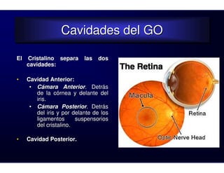 Cavidades del GO
                  Cavidades del GO
El   Cristalino separa     las   dos
     cavidades:

•    Cavidad Anterior:
      • Cámara Anterior. Detrás
        de la córnea y delante del
        iris.
      • Cámara Posterior. Detrás
        del iris y por delante de los
        ligamentos      suspensorios
        del cristalino.

•    Cavidad Posterior.
 