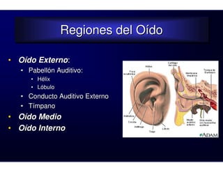 Regiones del Oído
                 Regiones del Oído

• Oído Externo:
   • Pabellón Auditivo:
      • Hélix
      • Lóbulo
   • Conducto Auditivo Externo
   • Tímpano
• Oído Medio
• Oído Interno
 