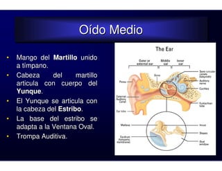 Oído Medio
                         Oído Medio
•   Mango del Martillo unido
    a tímpano.
•   Cabeza      del     martillo
    articula con cuerpo del
    Yunque.
•   El Yunque se articula con
    la cabeza del Estribo.
•   La base del estribo se
    adapta a la Ventana Oval.
•   Trompa Auditiva.
 