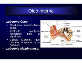 Oído Interno
                     Oído Interno

• Laberinto Óseo:
   • Conductos semicirculares
     óseos.
   • Vestíbulo        (contiene
     receptores     para      el
     equilibrio).
   • Cóclea (Caracol), que
     contiene receptores de la
     audición.
• Laberinto Membranoso.
 