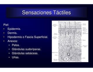 Sensaciones Táctiles
              Sensaciones Táctiles

Piel:
• Epidermis.
• Dermis.
• Hipodermis o Fascia Superficial.
• Anexos:
     • Pelos.
     • Glándulas sudoríparas.
     • Glándulas sebáceas.
     • Uñas.
 