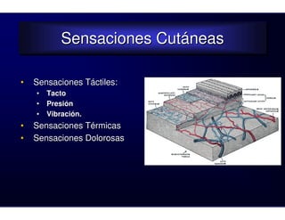 Sensaciones Cutáneas
            Sensaciones Cutáneas

•   Sensaciones Táctiles:
    •   Tacto
    •   Presión
    •   Vibración.
•   Sensaciones Térmicas
•   Sensaciones Dolorosas
 