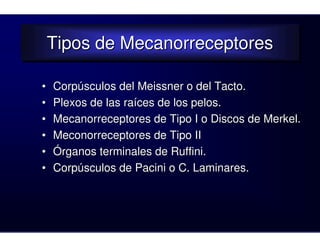 Tipos de Mecanorreceptores
    Tipos de Mecanorreceptores

•   Corpúsculos del Meissner o del Tacto.
•   Plexos de las raíces de los pelos.
•   Mecanorreceptores de Tipo I o Discos de Merkel.
•   Meconorreceptores de Tipo II
•   Órganos terminales de Ruffini.
•   Corpúsculos de Pacini o C. Laminares.
 
