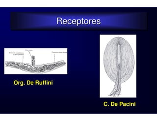Receptores
                  Receptores




Org. De Ruffini


                               C. De Pacini
 