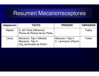 Resumen Mecanorreceptores
          Resumen Mecanorreceptores
Adaptación              TACTO                      PRESION            VIBRASION
  Rápida     C. del Tacto (Meissner).                                   Todos
             Plexos de Raíces de los Pelos.

  Lenta      Mecanorr. Tipo I (Merkel)        Mecanorr. Tipo II         Todos
             Mecanorr. Tipo II                C. Laminares (Pacini)
             Org. terminales de Ruffini
 