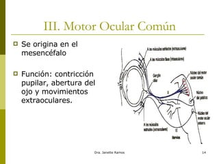 III. Motor Ocular  Común Se origina en el mesencéfalo  Función: contricción pupilar, abertura del ojo y movimientos extraoculares.  