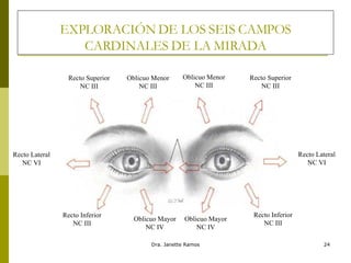 EXPLORACIÓN DE LOS SEIS CAMPOS CARDINALES DE LA MIRADA Recto Superior NC III Oblicuo Menor NC III Oblicuo Menor NC III Recto Superior NC III Recto Lateral NC VI Recto Inferior NC III Oblicuo Mayor NC IV Oblicuo Mayor NC IV Recto Inferior NC III Recto Lateral NC VI 
