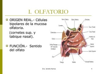 I.  OLFATORIO  ORIGEN REAL.- Células bipolares de la mucosa olfatoria. (cornetes sup. y tabique nasal). FUNCIÓN.-  Sentido del olfato 