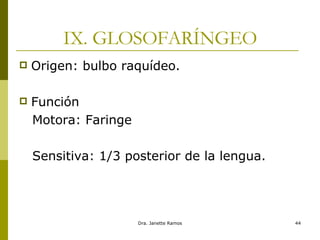 IX. GLOSOFARÍNGEO Origen: bulbo raquídeo. Función  Motora: Faringe Sensitiva: 1/3 posterior de la lengua.  