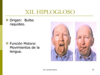 XII. HIPLOGLOSO Origen:  Bulbo raquídeo. Función Motora: Movimientos de la lengua. 