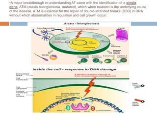 •A major breakthrough in understanding AT came with the identification of a single
gene, ATM (ataxia telangiectasia, mutated), which when mutated is the underlying cause
of the disease. ATM is essential for the repair of double-stranded breaks (DSB) in DNA
without which abnormalities in regulation and cell growth occur:
 