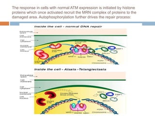 The response in cells with normal ATM expression is initiated by histone
proteins which once activated recruit the MRN complex of proteins to the
damaged area. Autophosphorylation further drives the repair process:
 
