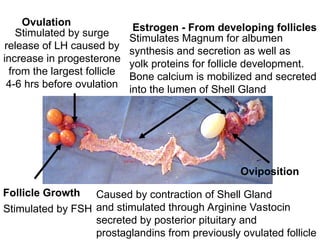 Shell Contraction Poultry Reproduction - Feamale and Male. ppt | PPT