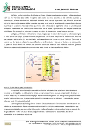 10
INSTITUTO NASIF
PREUNIVERSITARIOS Reino Animalia: Animales
Prof. de Biología Gisella Fernanda Justribó. E-mail: profgisellajustribo@hotmail.com
José Vicente Zapata 362 Cdad. Mendoza TEL 4231555-4219259 - CEL 156225843-155321812
www.institutonasif.com.ar - E-MAIL alumnos@institutonasif.com.ar
La Hydra contiene dos tipos de células nerviosas: células receptoras sensoriales y células asociadas
con una red nerviosa. Las células receptoras sensoriales son más sensibles a los estímulos químicos y
mecánicos y, cuando se estimulan, transmiten impulsos a las células adyacentes, que entonces actúan en
conjunto. La conexión laxa de células nerviosas que yace en la base de la capa epidérmica es el ejemplo más
ilustrativo de un sistema nervioso simple, que reúne a las células de un organismo entero en una integridad
funcional, coordinando las contracciones musculares de la Hydra y posibilitando una amplia variedad de
actividades. Sin embargo, en este caso, no existe un centro de operaciones para el sistema nervioso.
La Hydra, un hidrozoo relativamente simple, no pasa por el estadio de medusa. La colonia se origina
a partir de un solo pólipo, que se multiplica por gemación. Los nuevos pólipos no se independizan, sino que
permanecen relacionados por sus cavidades gastrovasculares que forman un canal continuo. Dentro de la
colonia hay dos tipos de pólipos: los especializados en la alimentación y los que se dedican a la reproducción;
a partir de estos últimos se forman por gemación diminutas medusas. Las medusas producen gametos
femeninos o espermatozoides que son arrojados al agua, donde se fusionan y forman cigotos.
ESCIFOZOOS: MEDUSAS AGUAVIVAS
Un segundo grupo de Cnidarios son los escifozoos “animales copa” cuya forma dominante es la
medusa. La forma pólipo es relativamente simple, se reproduce en forma asexual por gemación, da origen a
nuevas medusas y no forma colonias complejas. Estas medusas en general son más grandes y especializadas
que las medusas hidrozoas. Pueden medir desde 2 cm hasta 4 metros de diámetro, y los tentáculos pueden
alcanzar hasta 10 metros de longitud.
La mesoglea de algunas aguavivas contiene células ameboides, que transportan alimento desde las
células de la gastrodermis. Estos animales presentan dos tipos de órganos sensoriales: los estatocistos son
órganos especializados que suministran información mediante la cual un animal puede orientarse respecto de
la gravedad; los ocelos son grupo de células pigmentadas y fotorreceptoras relacionadas. Se ubican
típicamente en la base de los tentáculos.
 