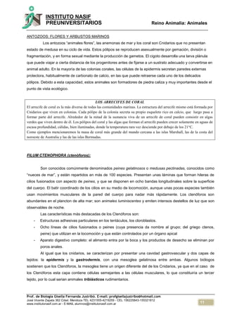 11
INSTITUTO NASIF
PREUNIVERSITARIOS Reino Animalia: Animales
Prof. de Biología Gisella Fernanda Justribó. E-mail: profgisellajustribo@hotmail.com
José Vicente Zapata 362 Cdad. Mendoza TEL 4231555-4219259 - CEL 156225843-155321812
www.institutonasif.com.ar - E-MAIL alumnos@institutonasif.com.ar
ANTOZOOS: FLORES Y ARBUSTOS MARINOS
Los antozoos “animales flores”, las anemonas de mar y los coral son Cnidarios que no presentan
estado de medusa en su ciclo de vida. Estos pólipos se reproducen asexualmente por gemación, división o
fragmentación, y en forma sexual mediante la producción de gametos. El cigoto desarrolla una larva plánula
que puede viajar a cierta distancia de los progenitores antes de fijarse a un sustrato adecuado y convertirse en
animal adulto. En la mayoría de las colonias corales, las células de la epidermis secretan paredes externas
protectora, habitualmente de carbonato de calcio, en las que puede retraerse cada uno de los delicados
pólipos. Debido a esta capacidad, estos animales son formadores de piedra caliza y muy importantes desde el
punto de vista ecológico.
LOS ARRECIFES DE CORAL
El arrecife de coral es la más diversa de todas las comunidades marinas. La estructura del arrecife mismo está formada por
Cnidarios que viven en colonias. Cada pólipo de la colonia secreta su propio esqueleto rico en calcio, que luego pasa a
formar parte del arrecife. Alrededor de la mitad de la sustancia viva de un arrecife de coral pueden consistir en algas
verdes que viven dentro de él. Los pólipos del coral y las algas que forman el arrecife pueden crecer solamente en aguas de
escasa profundidad, cálidas, bien iluminadas, donde la temperatura rara vez desciende por debajo de los 21°C.
Como ejemplos mencionaremos la masa de coral más grande del mundo cercana a las islas Marshall, las de la costa del
noroeste de Australia y las de las islas Bermudas.
FILUM CTENOPHORA (ctenóforos):
Son conocidos comúnmente denominados peines gelatinosos o medusas pectinadas, conocidos como
“nueces de mar”, y están repartidos en más de 100 especies. Presentan unas láminas que forman hileras de
cilios fusionados con aspecto de peines, y que se disponen en ocho bandas longitudinales sobre la superficie
del cuerpo. El batir coordinado de los cilios en su medio de locomoción, aunque unas pocas especies también
usan movimientos musculares de la pared del cuerpo para nadar más rápidamente. Los ctenóforos son
abundantes en el plancton de alta mar; son animales luminiscentes y emiten intensos destellos de luz que son
observables de noche.
Las características más destacadas de los Ctenóforos son:
- Estructuras adhesivas particulares en los tentáculos, los cloroblastos.
- Ocho líneas de cilios fusionados o peines (cuya presencia da nombre al grupo; del griego ctenos,
peine) que utilizan en la locomoción y que están controlados por un órgano apical
- Aparato digestivo completo: el alimento entra por la boca y los productos de desecho se eliminan por
poros anales.
Al igual que los cnidarios, se caracterizan por presentar una cavidad gastrovascular y dos capas de
tejidos: la epidermis y la gastrodermis, con una mesoglea gelatinosa entre ambas. Algunos biólogos
sostienen que los Ctenóforos, la mesoglea tiene un origen diferente del de los Cnidarios, ya que en el caso de
los Ctenóforos esta capa contiene células semejantes a las células musculares, lo que constituiría un tercer
tejido, por lo cual serian animales triblásticos rudimentarios.
 