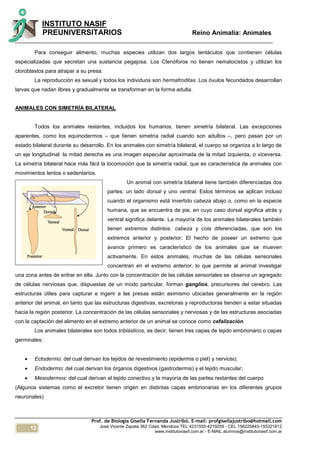 12
INSTITUTO NASIF
PREUNIVERSITARIOS Reino Animalia: Animales
Prof. de Biología Gisella Fernanda Justribó. E-mail: profgisellajustribo@hotmail.com
José Vicente Zapata 362 Cdad. Mendoza TEL 4231555-4219259 - CEL 156225843-155321812
www.institutonasif.com.ar - E-MAIL alumnos@institutonasif.com.ar
Para conseguir alimento, muchas especies utilizan dos largos tentáculos que contienen células
especializadas que secretan una sustancia pegajosa. Los Ctenóforos no tienen nematocistos y utilizan los
cloroblastos para atrapar a su presa.
La reproducción es sexual y todos los individuos son hermafroditas. Los óvulos fecundados desarrollan
larvas que nadan libres y gradualmente se transforman en la forma adulta.
ANIMALES CON SIMETRÍA BILATERAL
Todos los animales restantes, incluidos los humanos, tienen simetría bilateral. Las excepciones
aparentes, como los equinodermos – que tienen simetría radial cuando son adultos –, pero pasan por un
estado bilateral durante su desarrollo. En los animales con simetría bilateral, el cuerpo se organiza a lo largo de
un eje longitudinal: la mitad derecha es una imagen especular aproximada de la mitad izquierda, o viceversa.
La simetría bilateral hace más fácil la locomoción que la simetría radial, que es característica de animales con
movimientos lentos o sedentarios.
Un animal con simetría bilateral tiene también diferenciadas dos
partes: un lado dorsal y uno ventral. Estos términos se aplican incluso
cuando el organismo está invertido cabeza abajo o, como en la especie
humana, que se encuentra de pie, en cuyo caso dorsal significa atrás y
ventral significa delante. La mayoría de los animales bilaterales también
tienen extremos distintos: cabeza y cola diferenciadas, que son los
extremos anterior y posterior. El hecho de poseer un extremo que
avance primero es característico de los animales que se mueven
activamente. En estos animales, muchas de las células sensoriales
concentran en el extremo anterior, lo que permite al animal investigar
una zona antes de entrar en ella. Junto con la concentración de las células sensoriales se observa un agregado
de células nerviosas que, dispuestas de un modo particular, forman ganglios, precursores del cerebro. Las
estructuras útiles para capturar e ingerir a las presas están asimismo ubicadas generalmente en la región
anterior del animal, en tanto que las estructuras digestivas, excretoras y reproductoras tienden a estar situadas
hacia la región posterior. La concentración de las células sensoriales y nerviosas y de las estructuras asociadas
con la captación del alimento en el extremo anterior de un animal se conoce como cefalización.
Los animales bilaterales son todos triblásticos, es decir, tienen tres capas de tejido embrionario o capas
germinales:
 Ectodermo: del cual derivan los tejidos de revestimiento (epidermis o piel) y nervioso;
 Endodermo: del cual derivan los órganos digestivos (gastrodermis) y el tejido muscular;
 Mesodermos: del cual derivan el tejido conectivo y la mayoría de las partes restantes del cuerpo
(Algunos sistemas como el excretor tienen origen en distintas capas embrionarias en los diferentes grupos
neuronales)
 