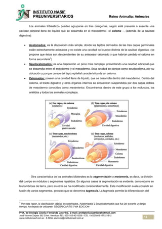 13
INSTITUTO NASIF
PREUNIVERSITARIOS Reino Animalia: Animales
Prof. de Biología Gisella Fernanda Justribó. E-mail: profgisellajustribo@hotmail.com
José Vicente Zapata 362 Cdad. Mendoza TEL 4231555-4219259 - CEL 156225843-155321812
www.institutonasif.com.ar - E-MAIL alumnos@institutonasif.com.ar
Los animales triblásticos pueden agruparse en tres categorías, según esté presente o ausente una
cavidad corporal llena de líquido que se desarrolla en el mesodermo– el celoma –, (además de la cavidad
digestiva):
 Acelomados: es la disposición más simple, donde los tejidos derivados de las tres capas germinales
están estrechamente adosados y no existe una cavidad del cuerpo distinta de la cavidad digestiva. (se
propone que éstos son descendientes de su antecesor celomado y que habrían perdido el celoma en
forma secundaria
3
)
 Seudocelomados: es una disposición un poco más compleja, presentando una cavidad adicional que
se desarrolla entre el endodermo y el mesodermo. Esta cavidad se conoce como seudoceloma, por su
ubicación y porque carece del tapiz epitelial característico de un celoma.
 Celomados: poseen una cavidad llena de líquido, que se desarrolla dentro del mesodermo. Dentro del
celoma, el tracto digestivo y otros órganos internos se encuentran suspendidos por dos capas dobles
de mesodermo conocidas como mesenterios. Encontramos dentro de este grupo a los moluscos, los
anélidos y todos los animales complejos.
Otra característica de los animales bilaterales es la segmentación o metamería, es decir, la división
del cuerpo en módulos o segmentos repetidos. En algunos casos la segmentación es evidente, como ocurre en
las lombrices de tierra, pero en otros se ha modificado considerablemente. Esta modificación suele consistir en
fusión de varios segmentos, proceso que se denomina tagmosis. La tagmosis permite la diferenciación del
3
Por esta razón, la clasificación clásica en celomados, Acelomados y Seudocelomados que fue útil durante un largo
tiempo, ha dejado de utilizarse- SEGÚN CURTIS 7MA EDICION-
 