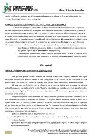 14
INSTITUTO NASIF
PREUNIVERSITARIOS Reino Animalia: Animales
Prof. de Biología Gisella Fernanda Justribó. E-mail: profgisellajustribo@hotmail.com
José Vicente Zapata 362 Cdad. Mendoza TEL 4231555-4219259 - CEL 156225843-155321812
www.institutonasif.com.ar - E-MAIL alumnos@institutonasif.com.ar
cuerpo en diferentes regiones con funciones particulares como la cabeza, el tórax y el abdomen de los
insectos. Estas regiones se denominan tagmas.
ANIMALES BILETRALES CELOMADOS: PROTOSTOMOS Y DEUTEROSTOMOS
Las dos ramas principales del árbol filogenético de los animales bilaterales celomados surgen como
resultado de procesos de diferenciación temprana en el desarrollo embrionario. En ambas ramas, cuando un
gameto femenino u oocito es fecundado, el cigoto formado comienza a dividirse y forma una masa compacta
de células denominadas mórula, luego, las células se acomodan en la periferia dejando el interior del embrión
hueco. El embrión en esta etapa se denomina blástula y la cavidad interna, blastocele. Luego, el blastocele se
comunica con el exterior por la formación de una abertura que se denomina blastoporo. La gran diferencia
entre estas dos ramas se relaciona con la estructura que se desarrollara a partir de este blastoporo:
 Cuando a partir del blastoporo, o cerca de él, se desarrolla la boca (estoma), los animales se
incluyen en el grupo de los protostomos (boca primaria)
 Cuando a partir del blastoporo, o cerca de él, se desarrolla el ano y la boca se forma de modo
secundario en algún otro lugar, pertenecen al grupo de los deuterostomos (boca secundaria)
ACELOMADOS
FILUM PLATYHELMINTHES (platelmintos): Gusanos planos
Los gusanos planos son los animales de simetría bilateral más simples; presentan tres capas
germinales bien definidas. Además, tienen el nivel de organización de órganos, ya que dos o más tipos de
tejidos pueden combinarse para formarlos. Viven en agua dulce o salada y en hábitats terrestres húmedos.
Al igual que los Cnidarios, pero a diferencia de la mayoría de los otros animales con simetría
bilateral, los gusanos planos tienen una cavidad digestiva provista de una sola abertura. Dado que el animal no
puede alimentarse, digerir y eliminar los residuos no digeridos simultáneamente, tampoco puede procesar el
alimento en forma continua.
Los gusanos planes son acelomados, de cuerpos macizos y carecen de sistema circulatorio con el
cual transportar el oxigeno y moléculas de alimento. El oxígeno difunde desde el exterior a través de la
superficie del cuerpo y, como su forma es aplanada, las células nunca están demasiado lejos de la superficie;
así, las distancias que debe recorre el oxígeno son cortas. Por otra parte, la cavidad digestiva está ramificada,
esto permite que las partículas de alimento lleguen a todas las regiones del cuerpo. Esto quiere decir que
respiran y se alimentan por simple difusión.
Entonces, podemos decir de los platelmintos que poseen:
 simetría bilateral y cefalización: cabeza rudimentaria con concentración de órganos sensoriales,
 tres capas titulares,
 órganos bien desarrollados: faringe bien desarrollada, ocelos (ojos simples), encéfalo simple y órganos
reproductores complejos,
 