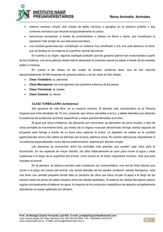 15
INSTITUTO NASIF
PREUNIVERSITARIOS Reino Animalia: Animales
Prof. de Biología Gisella Fernanda Justribó. E-mail: profgisellajustribo@hotmail.com
José Vicente Zapata 362 Cdad. Mendoza TEL 4231555-4219259 - CEL 156225843-155321812
www.institutonasif.com.ar - E-MAIL alumnos@institutonasif.com.ar
 sistema nervioso simple: dos masas de tejido nervioso o ganglios en el extremo anterior y dos
cordones nerviosos que recorren longitudinalmente al cuerpo,
 estructuras excretorias: a través de protonefridios o células en flama o llama, que constituyen la
expresión más simple de una estructura excretora,
 una cavidad gastrovascular: constituyen un sistema muy ramificado y con una sola abertura, la boca,
que se localiza en la mitad de la superficie ventral del animal.
En cuanto a su origen, algunos zoólogos postulan que los gusanos planos han evolucionado a partir
de los cnidarios: una larva plánula ciliada habría alcanzado la madurez sexual sin pasar a través de los estados
pólipo o medusa.
En cuanto a las clases en las cuales se dividen, podemos decir, que se han descrito
aproximadamente 20.000 especies de gusanos planos y se los ubica en tres clases:
 Clase Turbellaria: ej: planarias
 Clase Monogenea: los monogeneos son parásitos externos de los peces
 Clase Trematoda: ej: duelas
 Clase Cestoda: ej. tenias
CLASE TURBELLARIA (turbelarios):
Son gusanos de vida libre, en su mayoría marinos. El ejemplo más característico es la Planaria
Dugesia que mide alrededor de 15 mm, presenta ojos bizcos sensibles a la luz, y aletas laterales que detectan
la presencia de sustancias químicas específicas y orejas grandes llamadas aurículas.
Al igual que otros turbelarios, las planarias son carnívoras; se alimentan de carne muerta, o bien de
otros animales de movimiento lento, por medio de un órgano muscular denominado faringe, siendo capaces de
proyectar esta faringe a través de su boca para capturar la presa. La digestión se realiza en la cavidad
gastrovascular única y los restos se eliminan por la boca, abertura única. No existen estructuras respiratorias ni
circulatorias especializadas, como dijimos anteriormente, respiran por difusión simple.
Las planarias se encuentran entre los animales más grandes que pueden usar cilios para la
locomoción. En las especies de mayor tamaño, los cilios habitualmente se usan para mover el agua u otras
sustancias a lo largo de la superficie del animal, como ocurre en el tracto respiratorio humano, más que para
impulsar al animal.
En la planaria, el sistema excretor está constituido por protonefridios, una red de finos túbulos que
corren a lo largo del cuerpo del animal. Las ramas laterales de los túbulos contienen células flamígeras; cada
una tiene una cavidad pequeña donde bate un penacho de cilios que hace circular el agua a lo largo de los
túbulos hasta los poros de salida situados entre las células epiteliales. El sistema de células flamígeras parece
regular principalmente el balance de agua; la mayoría de los productos metabólicos de desecho probablemente
abandonan el cuerpo aplanado por difusión.
 