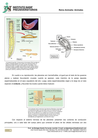 16
INSTITUTO NASIF
PREUNIVERSITARIOS Reino Animalia: Animales
Prof. de Biología Gisella Fernanda Justribó. E-mail: profgisellajustribo@hotmail.com
José Vicente Zapata 362 Cdad. Mendoza TEL 4231555-4219259 - CEL 156225843-155321812
www.institutonasif.com.ar - E-MAIL alumnos@institutonasif.com.ar
En cuanto a su reproducción, las planarias son hermafroditas, al igual que el resto de los gusanos
planos y realizan fecundación cruzada; cuando se aparean, cada miembro de la pareja deposita
espermatozoides en el saco copulatorio del otro. Luego, estos espermatozoides viajan a lo largo de un tubo
especial, el oviducto, y fecundan los óvulos cuando éstos maduran.
Con respecto al sistema nervioso de las planarias: presentan dos cordones de conducción
principales, uno a cada lado del cuerpo plano que conectan el plexo de las células nerviosas con dos
 