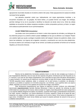 17
INSTITUTO NASIF
PREUNIVERSITARIOS Reino Animalia: Animales
Prof. de Biología Gisella Fernanda Justribó. E-mail: profgisellajustribo@hotmail.com
José Vicente Zapata 362 Cdad. Mendoza TEL 4231555-4219259 - CEL 156225843-155321812
www.institutonasif.com.ar - E-MAIL alumnos@institutonasif.com.ar
agrupaciones neuronales situadas en el extremo anterior del cuerpo. Estas agrupaciones de cuerpos de células
nerviosas forman ganglios.
Las planarias presentan ocelos que, habitualmente, son copas pigmentarias invertidas, y se
encuentran vinculados con los ganglios. No tienen lentes y no pueden forman una imagen. Sin embargo,
permiten distinguir la luz de la oscuridad e identificar la dirección de donde viene la luz. Entre las células
epiteliales se encuentran las células receptoras sensibles a ciertos compuestos químicos y al tacto. La región
de la cabeza es particularmente rica en quimiorreceptores.
CLASE TREMATODA (trematodos):
Las duelas viven como parásitos en el interior o sobre otras especies de animales y se distinguen de
los anteriores porque en su extremo anterior poseen ventosas con las que se adhieren a su huésped. Poseen
una cubierta rígida que ayuda a proteger al parásito dentro del huésped. Carecen de epidermis ciliada, como
tienen las turbelarias. Los órganos de la digestión, excreción y coordinación son como los otros platelmintos.
Su boca es anterior (con ventosas) en lugar de ser ventral. Las duelas que parasitan al hombre son la Fasciola
Hepática y el Clonorchis Sinensis.
ESQUISTOSOMIASIS
Muchos de los platelmintos trematodes parásitos tienen un ciclo de vida complejo que involucra a
dos hospedadores diferentes; tal es el caso de tres especies del género Schistosoma (el más frecuente es el
S. mansoni), cuyo ciclo de vida integra hospedadores como caracoles de agua dulce del género Biomphalaria
y seres humanos. Un caracol que se infecta por una larva ciliada, al cabo de 6 meses, puede expulsar hasta
100.000 pequeñas larvas nadadoras; éstas, si contactan con la piel humana, la penetran; se alimentan,
maduran y ya adultos se aparean en el torrente sanguíneo. Las hembras, cuya superficie tiene una espina
afilada, depositan sus huevos en los capilares de la pared de la vejiga o del intestino.
Este Schistosoma (esquistosoma) que ingresa al organismo humano, produce una enfermedad
denominada esquistosomiasis (también llamada bilharziosis o fiebre de caracol); los síntomas de esta
enfermedad son causados por los huevos, éstos se alojan en hígado y bazo bloqueando los vasos sanguíneos
y sus espinas afiladas desgarran los tejidos circundantes, causando hemorragia y presentándose clínicamente
con dolor, anemia y disentería. Los huevos abandonan al humano, pasando a través de la pared del vaso
sanguíneo a la vejiga o al tracto intestinal, y se expulsan con la orina y heces. Si los huevos se depositan en
agua dulce, inmediatamente nacen larvas ciliadas que buscan la especie particular de caracol en las que se
multiplican asexualmente.
 