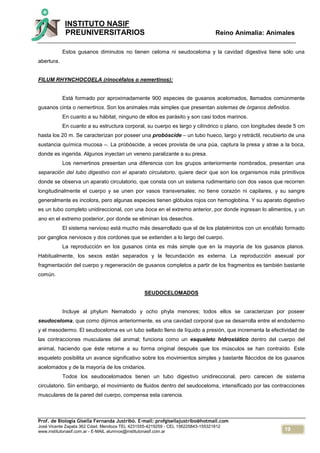 19
INSTITUTO NASIF
PREUNIVERSITARIOS Reino Animalia: Animales
Prof. de Biología Gisella Fernanda Justribó. E-mail: profgisellajustribo@hotmail.com
José Vicente Zapata 362 Cdad. Mendoza TEL 4231555-4219259 - CEL 156225843-155321812
www.institutonasif.com.ar - E-MAIL alumnos@institutonasif.com.ar
Estos gusanos diminutos no tienen celoma ni seudoceloma y la cavidad digestiva tiene sólo una
abertura.
FILUM RHYNCHOCOELA (rinocéfalos o nemertinos):
Está formado por aproximadamente 900 especies de gusanos acelomados, llamados comúnmente
gusanos cinta o nemertinos. Son los animales más simples que presentan sistemas de órganos definidos.
En cuanto a su hábitat, ninguno de ellos es parásito y son casi todos marinos.
En cuanto a su estructura corporal, su cuerpo es largo y cilíndrico o plano, con longitudes desde 5 cm
hasta los 20 m. Se caracterizan por poseer una probóscide – un tubo hueco, largo y retráctil, recubierto de una
sustancia química mucosa –. La probóscide, a veces provista de una púa, captura la presa y atrae a la boca,
donde es ingerida. Algunos inyectan un veneno paralizante a su presa.
Los nemertinos presentan una diferencia con los grupos anteriormente nombrados, presentan una
separación del tubo digestivo con el aparato circulatorio, quiere decir que son los organismos más primitivos
donde se observa un aparato circulatorio, que consta con un sistema rudimentario con dos vasos que recorren
longitudinalmente el cuerpo y se unen por vasos transversales; no tiene corazón ni capilares, y su sangre
generalmente es incolora, pero algunas especies tienen glóbulos rojos con hemoglobina. Y su aparato digestivo
es un tubo completo unidireccional, con una boca en el extremo anterior, por donde ingresan lo alimentos, y un
ano en el extremo posterior, por donde se eliminan los desechos.
El sistema nervioso está mucho más desarrollado que el de los platelmintos con un encéfalo formado
por ganglios nerviosos y dos cordones que se extienden a lo largo del cuerpo.
La reproducción en los gusanos cinta es más simple que en la mayoría de los gusanos planos.
Habitualmente, los sexos están separados y la fecundación es externa. La reproducción asexual por
fragmentación del cuerpo y regeneración de gusanos completos a partir de los fragmentos es también bastante
común.
SEUDOCELOMADOS
Incluye al phylum Nematodo y ocho phyla menores; todos ellos se caracterizan por poseer
seudoceloma, que como dijimos anteriormente, es una cavidad corporal que se desarrolla entre el endodermo
y el mesodermo. El seudoceloma es un tubo sellado lleno de líquido a presión, que incrementa la efectividad de
las contracciones musculares del animal; funciona como un esqueleto hidrostático dentro del cuerpo del
animal, haciendo que éste retorne a su forma original después que los músculos se han contraído. Este
esqueleto posibilita un avance significativo sobre los movimientos simples y bastante fláccidos de los gusanos
acelomados y de la mayoría de los cnidarios.
Todos los seudocelomados tienen un tubo digestivo unidireccional, pero carecen de sistema
circulatorio. Sin embargo, el movimiento de fluidos dentro del seudoceloma, intensificado por las contracciones
musculares de la pared del cuerpo, compensa esta carencia.
 