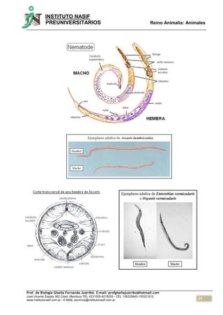 21
INSTITUTO NASIF
PREUNIVERSITARIOS Reino Animalia: Animales
Prof. de Biología Gisella Fernanda Justribó. E-mail: profgisellajustribo@hotmail.com
José Vicente Zapata 362 Cdad. Mendoza TEL 4231555-4219259 - CEL 156225843-155321812
www.institutonasif.com.ar - E-MAIL alumnos@institutonasif.com.ar
 