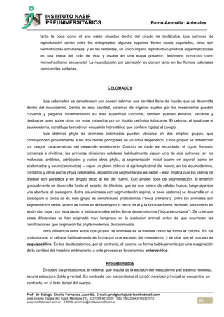 25
INSTITUTO NASIF
PREUNIVERSITARIOS Reino Animalia: Animales
Prof. de Biología Gisella Fernanda Justribó. E-mail: profgisellajustribo@hotmail.com
José Vicente Zapata 362 Cdad. Mendoza TEL 4231555-4219259 - CEL 156225843-155321812
www.institutonasif.com.ar - E-MAIL alumnos@institutonasif.com.ar
tanto la boca como el ano están situados dentro del círculo de tentáculos. Los patrones de
reproducción varían entre los entoproctos; algunas especies tienen sexos separados, otras son
hermafroditas simultáneas, y en las restantes, un único órgano reproductivo produce espermatozoides
en una etapa del ciclo de vida y óvulos en una etapa posterior, fenómeno conocido como
hermafroditismo secuencial. La reproducción por gemación es común tanto en las formas coloniales
como en las solitarias.
CELOMADOS
Los celomados se caracterizan por poseer celoma: una cavidad llena de líquido que se desarrolla
dentro del mesodermo. Dentro de esta cavidad, sistemas de órganos sujetos por los mesenterios pueden
curvarse y plegarse incrementando su área superficial funcional; también pueden llenarse, vaciarse y
deslizarse unos sobre otros por estar rodeados por un líquido celómico lubricante. El celoma, al igual que el
seudoceloma, constituye también un esqueleto hidrostático que confiere rigidez al cuerpo.
Los distintos phyla de animales celomados pueden ubicarse en dos amplios grupos, que
corresponden groseramente a las dos ramas principales de un árbol filogenético. Estos grupos se diferencian
por rasgos característicos del desarrollo embrionario. Cuando un óvulo es fecundado, el cigoto formado
comienza a dividirse; las primeras divisiones celulares habitualmente siguen uno de dos patrones: en los
moluscos, anélidos, artrópodos y varios otros phyla, la segmentación inicial ocurre en espiral (como en
acelomados y seudocelomados) – sigue un plano oblicuo al eje longitudinal del huevo; en los equinodermos,
cordados y otros pocos phyla celomados, el patrón de segmentación es radial – esto implica que los planos de
división son paralelos y en ángulo recto al eje del huevo. Con ambos tipos de segmentación, el embrión
gradualmente se desarrolla hasta el estadio de blástula, que es una esfera de células hueca; luego aparece
una abertura: el blastoporo. Entre los animales con segmentación espiral, la boca (estoma) se desarrolla en el
blastoporo o cerca de él; este grupo es denominado protostomos (“boca primaria”). Entre los animales son
segmentación radial, el ano se forma en el blastoporo o cerca de él y la boca se forma de modo secundario en
algún otro lugar; por esta razón, a estos animales se los llama deuterostomos (“boca secundaria”). Se cree que
estas diferencias se han originado muy temprano en la evolución animal, antes de que ocurrieran las
ramificaciones que originaron los phyla modernos de celomados.
Otra diferencia entre estos dos grupos de animales es la manera como se forma el celoma. En los
protostomos, el celoma habitualmente se forma por una escisión del mesodermo y se dice que el proceso es
esquizocélico. En los deuterostomos, por el contrario, el celoma se forma habitualmente por una evaginación
de la cavidad del intestino embrionario; a este proceso se lo denomina enterocélico.
Protostomados
En todos los protostomos, el celoma, que resulta de la escisión del mesodermo y el sistema nervioso,
es una estructura doble y ventral. En contraste con los cordados el cordón nervioso principal se encuentra, en
contraste, en el lado dorsal del cuerpo.
 