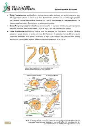 28
INSTITUTO NASIF
PREUNIVERSITARIOS Reino Animalia: Animales
Prof. de Biología Gisella Fernanda Justribó. E-mail: profgisellajustribo@hotmail.com
José Vicente Zapata 362 Cdad. Mendoza TEL 4231555-4219259 - CEL 156225843-155321812
www.institutonasif.com.ar - E-MAIL alumnos@institutonasif.com.ar
 Clase Polyplacophora (poliplacóforos), también denominados quitones: son aproximadamente unas
600 especies de quitones se ubican en la clase. Son animales primitivos con un cuerpo algo aplanado,
que contienen conchas segmentadas (formadas por 8 placas transversales), la cabeza es reducida y el
pie sirve para locomoción. Son comunes en las costas oceánicas.
 Clase Monoplacophora (monoplacóforos): contienen sólo 11 especies vivientes. La primera especie,
Neopilina galatheae, tiene más o menos 2,5 cm de largo y una sola concha dorsal grande.
 Clase Scaphopoda (escafópodos): incluye unas 350 especies con conchas en forma de colmillos,
tubulares y largas, abiertas en ambos extremos. Son habitantes de las costas marinas. Llevan una vida
sedentaria, enterrados en la arena o en el lodo. El agua, que transporta los gases disueltos, entra y
abandona la cavidad paleal a través del extremo angosto y expuesto de la concha.
 